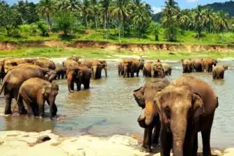 Le Grand Tour du Sri Lanka