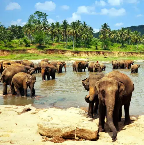 Le Grand Tour du Sri Lanka