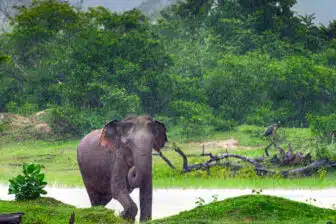 Voyage Nature et découverte au Sri Lanka – Image 2