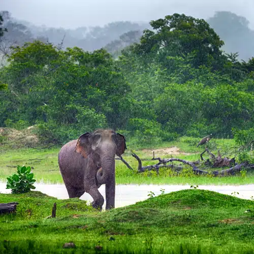 Voyage Nature et découverte au Sri Lanka – Image 2