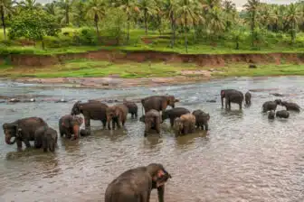 Randonnées au Sri Lanka – Image 2