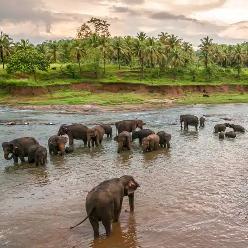 Randonnées au Sri Lanka – Image 2