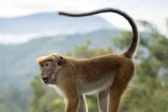 Randonnées au Sri Lanka – Image 3