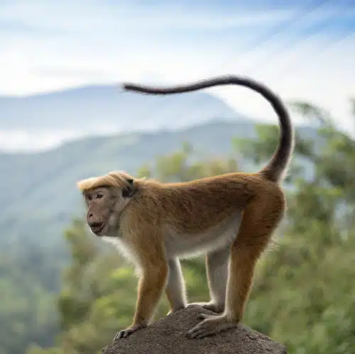 Randonnées au Sri Lanka – Image 3
