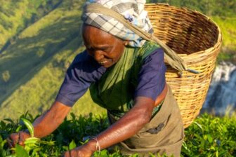 Trekking Sri Lanka sur la route du thé