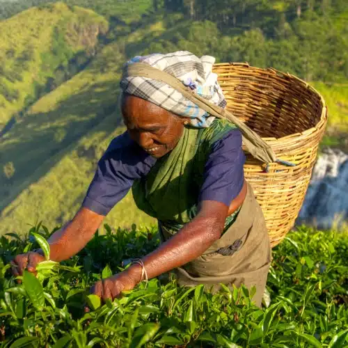 Trekking Sri Lanka sur la route du thé