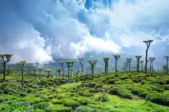 Bandarawela