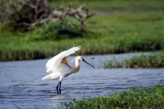 Bundala
