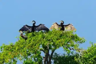 Parcs nationaux et réserves au Sri Lanka