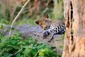 Wilpattu