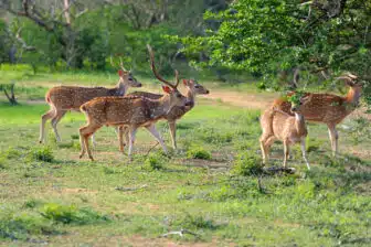 Yala (Ruhuna)