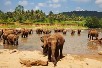 Réserve d'éléphants de Pinnawela