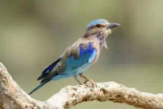 Talangama