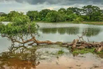 Ile aux merveilles