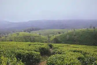 Essentiels du Sri Lanka + extension balnéaire – Image 9