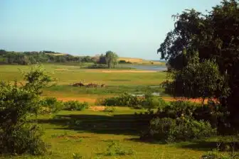 Essentiels du Sri Lanka + extension balnéaire – Image 4